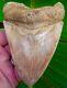 Megalodon Shark Tooth 4.55 Ultra Rare South East Asia No Restorations