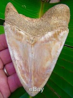 Megalodon Shark Tooth 4.55 ULTRA RARE SOUTH EAST ASIA NO RESTORATIONS