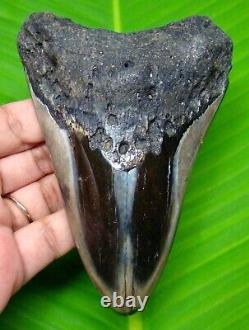 Megalodon Shark Tooth 4.57- Gorgeous Polished Fossil Not Replica