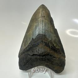 Megalodon Shark Tooth 4.57 Inch Amazing Authentic Fossil Natural 20397