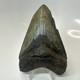 Megalodon Shark Tooth 4.57 Inch Amazing Authentic Fossil Natural 20397
