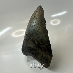 Megalodon Shark Tooth 4.57 Inch Amazing Authentic Fossil Natural 20397