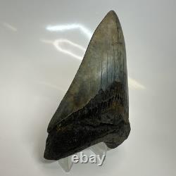 Megalodon Shark Tooth 4.57 Inch Amazing Authentic Fossil Natural 20397