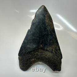 Megalodon Shark Tooth 4.57 Inch Amazing Authentic Fossil Natural 20397