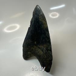 Megalodon Shark Tooth 4.57 Inch Amazing Authentic Fossil Natural 20397
