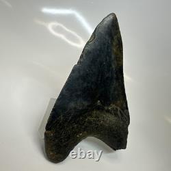 Megalodon Shark Tooth 4.57 Inch Amazing Authentic Fossil Natural 20397