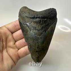 Megalodon Shark Tooth 4.57 Inch Amazing Authentic Fossil Natural 20397