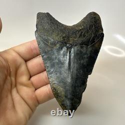 Megalodon Shark Tooth 4.57 Inch Amazing Authentic Fossil Natural 20397