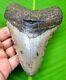 Megalodon Shark Tooth 4.58 Inches Shark Teeth Real Fossil Megladone