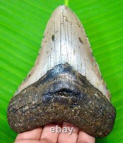 Megalodon Shark Tooth 4.58 Inches Shark Teeth Real Fossil Megladone