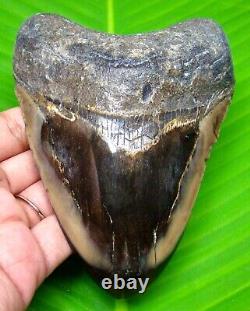 Megalodon Shark Tooth 4.58- Polished Blade Real Fossil Not Replica