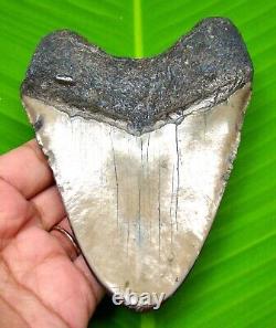 Megalodon Shark Tooth 4.58- Polished Blade Real Fossil Not Replica