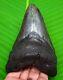 Megalodon Shark Tooth 4.58- Shark Teeth Real Fossil Natural Megladone