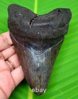 Megalodon Shark Tooth 4.58- Shark Teeth Real Fossil Natural Megladone