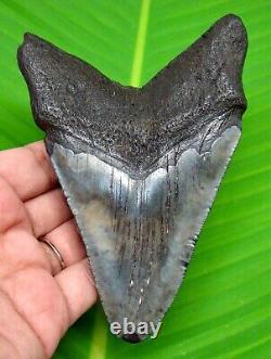 Megalodon Shark Tooth 4.58- Shark Teeth Real Fossil Natural Megladone