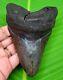 Megalodon Shark Tooth 4.58- Shark Teeth Real Fossil No Repair Megladone