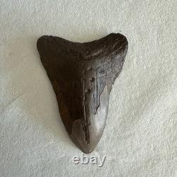 Megalodon Shark Tooth 4.59 inch Fossil NC #23A