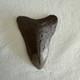 Megalodon Shark Tooth 4.59 Inch Fossil Nc #23a
