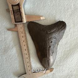 Megalodon Shark Tooth 4.59 inch Fossil NC #23A