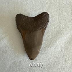 Megalodon Shark Tooth 4.59 inch Fossil NC #23A