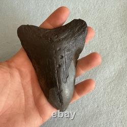 Megalodon Shark Tooth 4.59 inch Fossil NC #23A