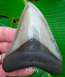 Megalodon Shark Tooth 4 & 5/16 BEST of the BEST REAL FOSSIL NO RESTO