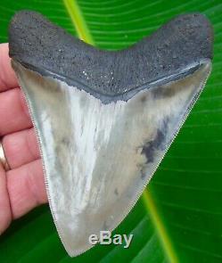 Megalodon Shark Tooth 4 & 5/16 BEST of the BEST REAL FOSSIL NO RESTO
