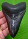 Megalodon Shark Tooth 4 & 5/16 Megladone Sharks Teeth