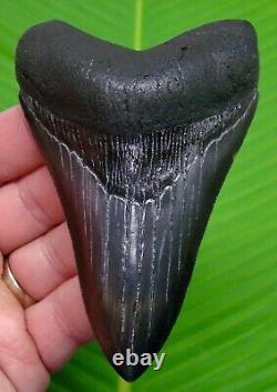 Megalodon Shark Tooth 4 & 5/16 Megladone Sharks Teeth