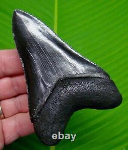 Megalodon Shark Tooth 4 & 5/16 Megladone Sharks Teeth