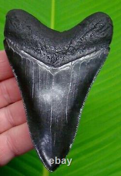 Megalodon Shark Tooth 4 & 5/16 Megladone Sharks Teeth