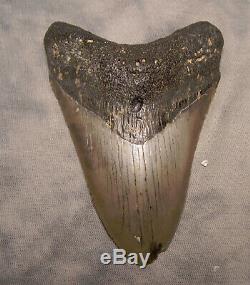 Megalodon Shark Tooth 4 5/16 Teeth Extinct Jaw Fossil Scuba Diver Megalodon
