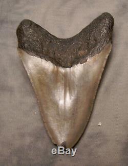 Megalodon Shark Tooth 4 5/16 Teeth Extinct Jaw Fossil Scuba Diver Megalodon