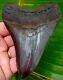 Megalodon Shark Tooth 4 & 5/16 In. Top 1% Quality No Restorations