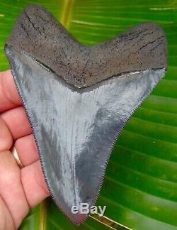 Megalodon Shark Tooth 4 & 5/16 in. TOP 1% QUALITY NO RESTORATIONS
