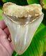 Megalodon Shark Tooth 4 & 5/8 Indonesian No Restoration Real Fossil
