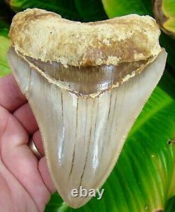 Megalodon Shark Tooth 4 & 5/8 INDONESIAN NO RESTORATION REAL FOSSIL