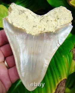 Megalodon Shark Tooth 4 & 5/8 INDONESIAN NO RESTORATION REAL FOSSIL