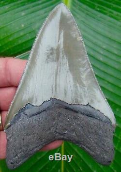 Megalodon Shark Tooth 4 & 5/8 SERRATED REAL FOSSILS NO RESTORATIONS