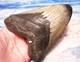 Megalodon Shark Tooth 4 5/8 Shark Teeth Big Jaw Fossil Stunning Color Polished