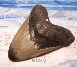 Megalodon Shark Tooth 4 5/8 Shark Teeth Big Jaw Fossil Stunning Color Polished