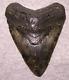 Megalodon Shark Tooth 4 5/8 Shark Teeth Extinct Jaw Fossil Huge No Repair