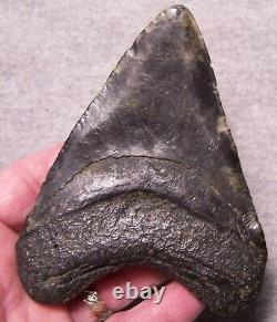 Megalodon Shark Tooth 4 5/8 Shark Teeth Extinct Jaw Fossil Huge No Repair