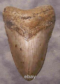 Megalodon Shark Tooth 4 5/8 Shark Teeth Extinct Jaw Fossil Scuba Megalodon