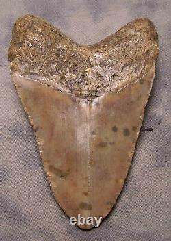 Megalodon Shark Tooth 4 5/8 Shark Teeth Extinct Jaw Fossil Scuba Megalodon