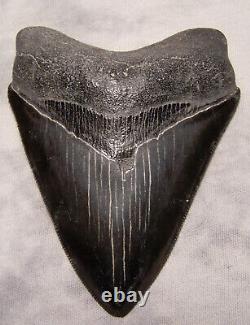 Megalodon Shark Tooth 4 5/8 Shark Teeth Extinct Jaw Fossil Sharp Serrations