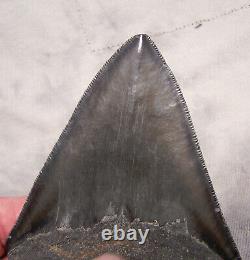 Megalodon Shark Tooth 4 5/8 Shark Teeth Extinct Jaw Fossil Sharp Serrations