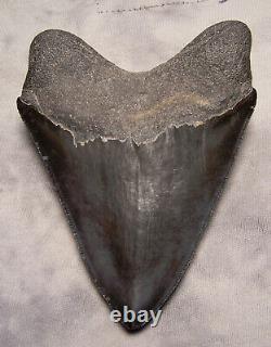 Megalodon Shark Tooth 4 5/8 Shark Teeth Extinct Jaw Fossil Sharp Serrations