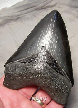 Megalodon Shark Tooth 4 5/8 Shark Teeth Extinct Jaw Fossil Sharp Serrations