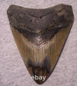 Megalodon Shark Tooth 4 5/8 Shark Teeth Fossil Stunning Color Polished Jaw Huge